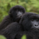 Mountain gorillas.